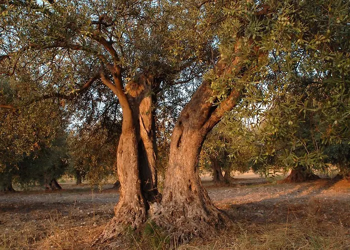 Çiftlik konaklama Zottopera - Dimora Di Sicilia
